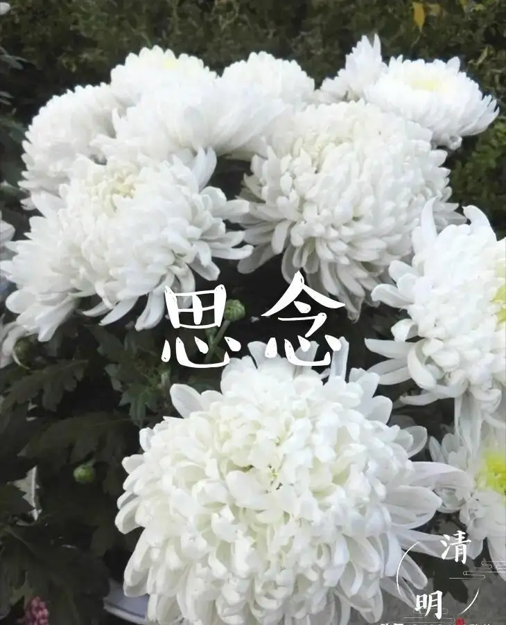 请欣赏乡音老师的作品《写在清明时》主播//祥云 编辑//海纳百川【中国长江文学社】有声文学平台【第8256期】（图4）