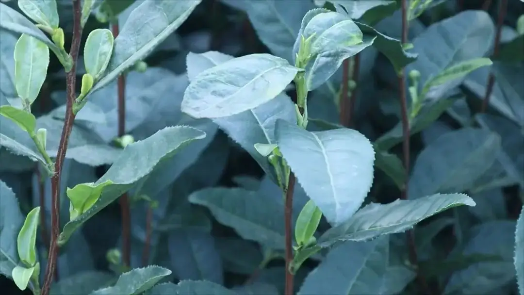 《七律现代古诗赏析》作者：刘文波。配乐：手机剪映合成《七律配音》。[中国现代诗歌文化传媒]（图9）