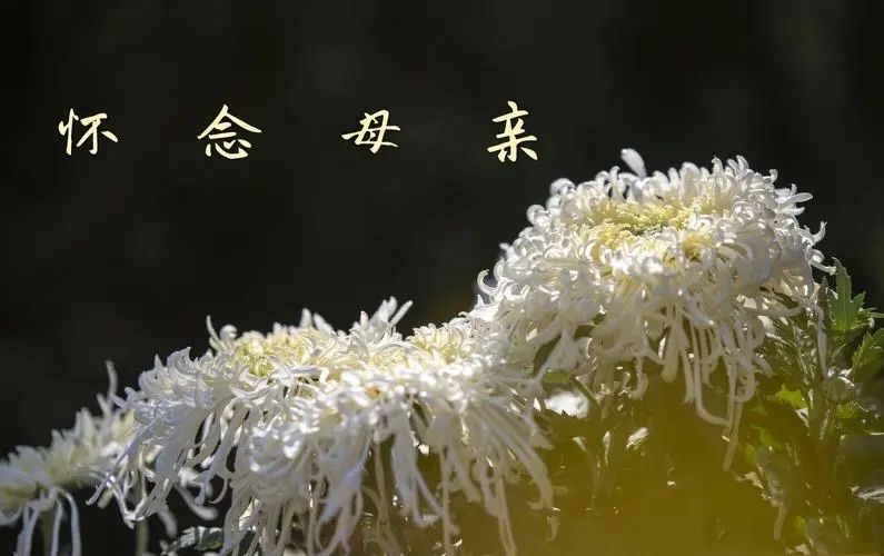 【新诗大观】怀念母亲||文/张道发(图3)