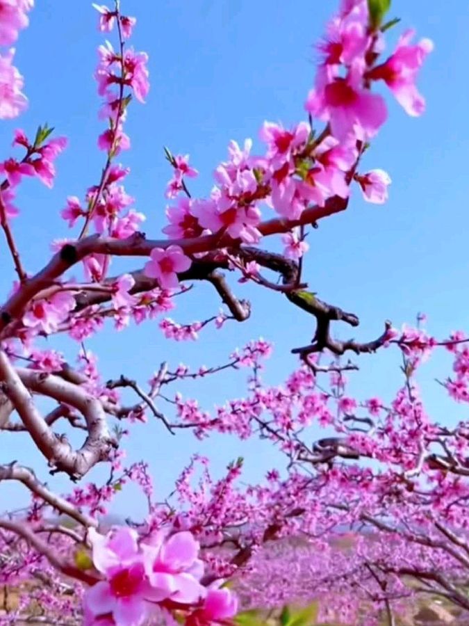 平成斌甲辰年杏月赋韵