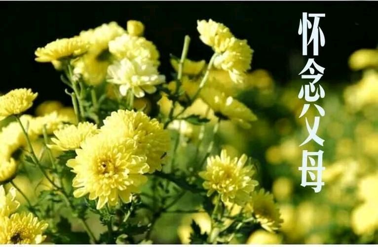 《清明忆双亲》作者：回泉山人。配乐：剪映合成《记录解说声音清明忆双亲》。[中国现代诗歌文化传媒]（图5）
