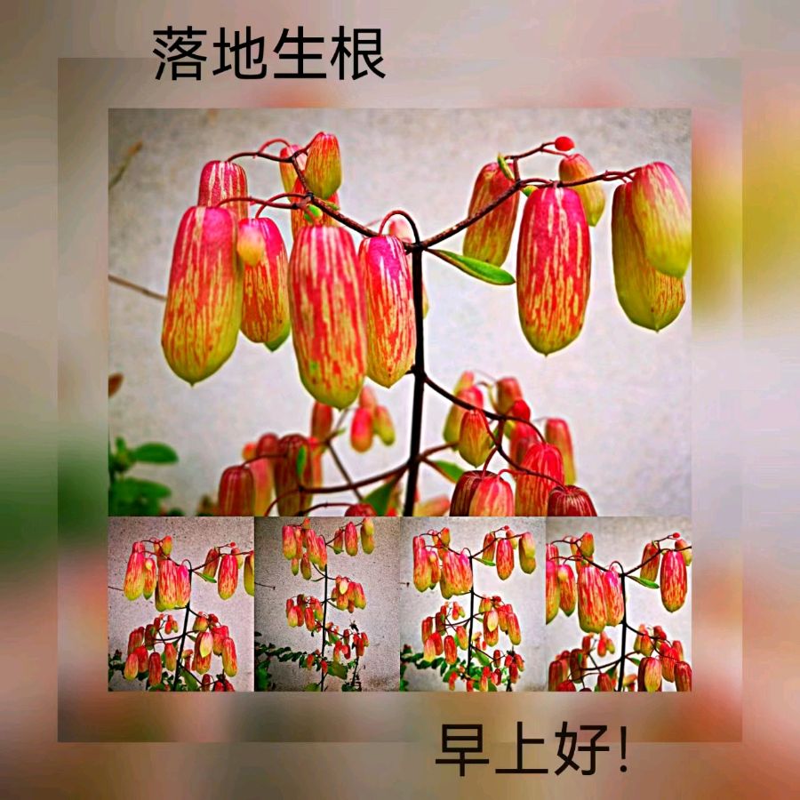 联机全球发布马洪武作品欣赏（图121）