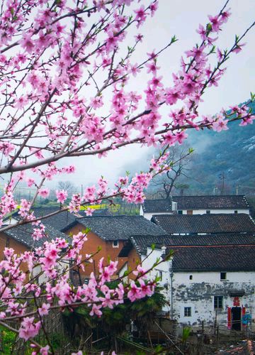 【新山东文学社】《以桃花的名义（外一首）》作者/褚向平 主播/雨花石（图4）