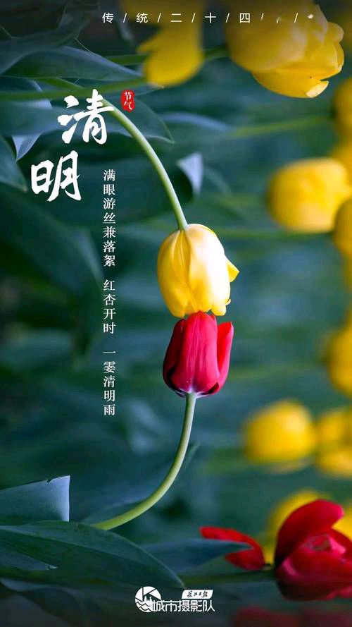 【新山东文学社】《以桃花的名义（外一首）》作者/褚向平 主播/雨花石（图5）