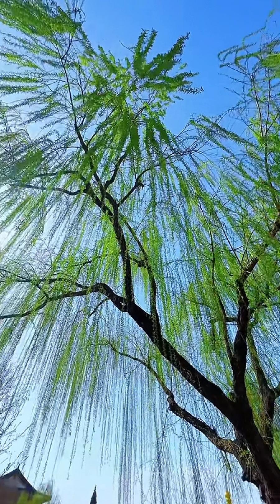 七律-清明即题（外一首）诗||童歌（图14）