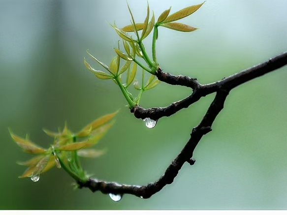忆秦娥·雨迎清明（文/许碧霞）……莲叶之珠文学社（图3）
