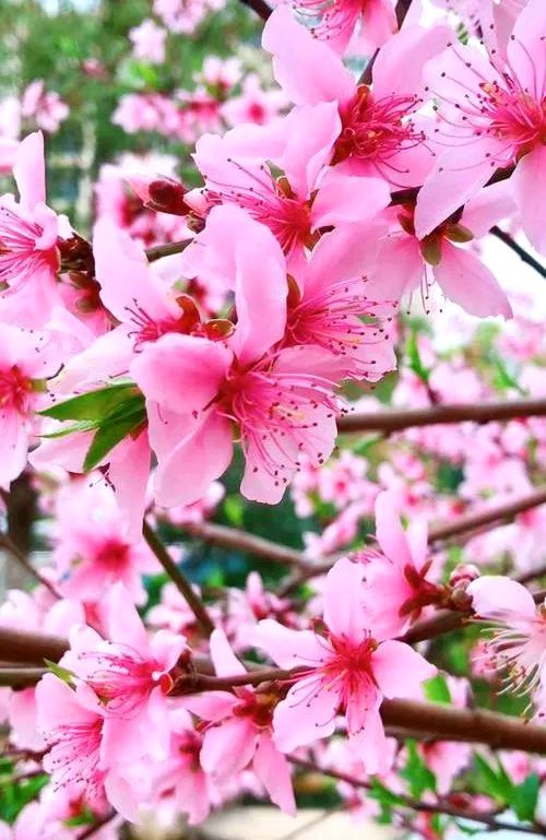 荐赏：桃花吟//文：彭亮//《华夏诗词》征稿//都市头条（图6）