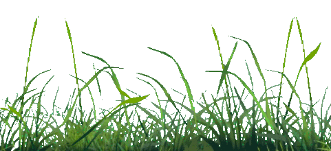 【神都诗社】龙门诗苑第10期《小草》（图4）