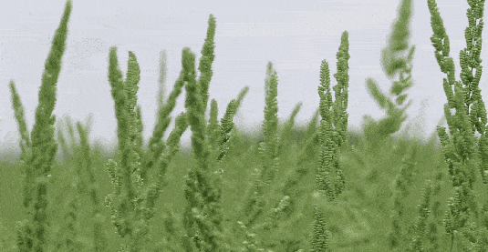 【神都诗社】龙门诗苑第10期《小草》（图10）