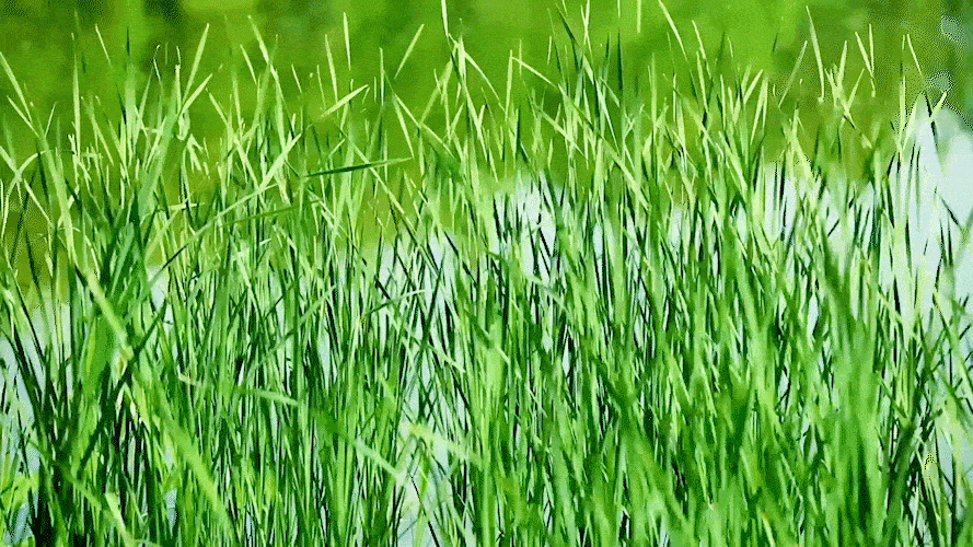 【神都诗社】龙门诗苑第10期《小草》（图20）