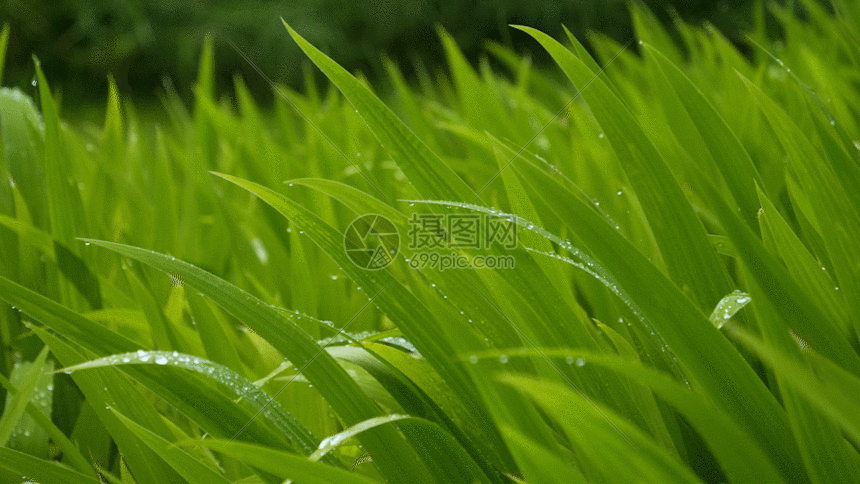 【神都诗社】龙门诗苑第10期《小草》（图22）