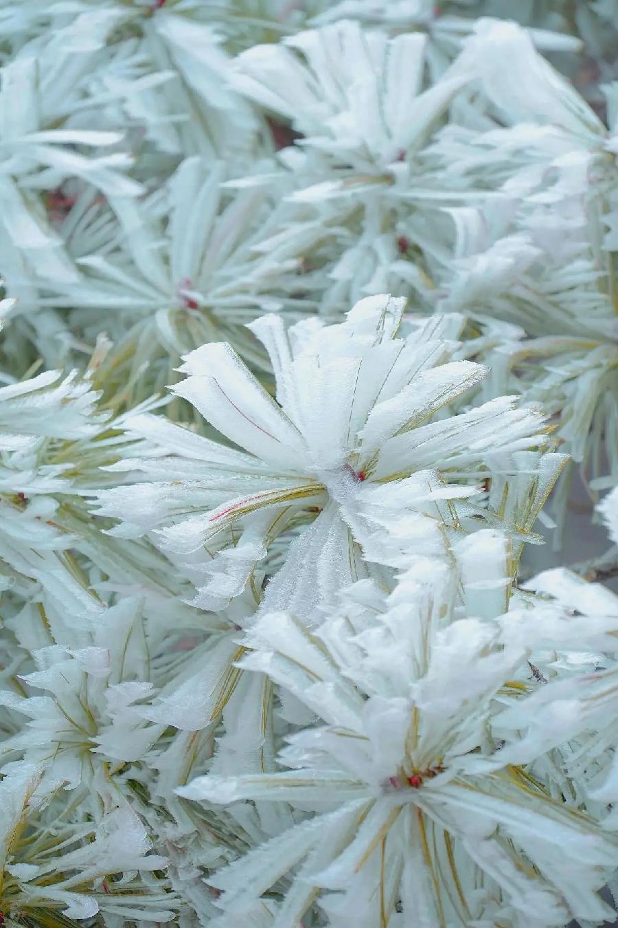 赞千山冰凌花（外一首）诗||吴永良（图8）