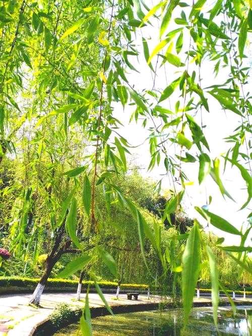 《蝼蚁国的幸福指数》（361、392）作者:陈白衣【主播:青青草】【桃源国际诗歌文化传媒】用声音传递温暖以诵读致敬人生♬（图9）