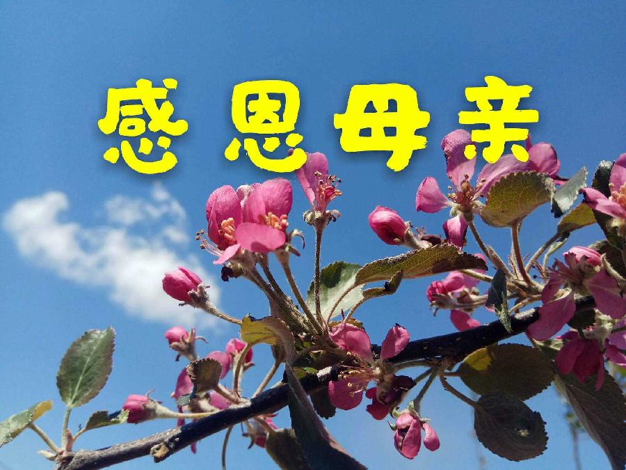 清明雨（外一首）诗||王春晖（图13）