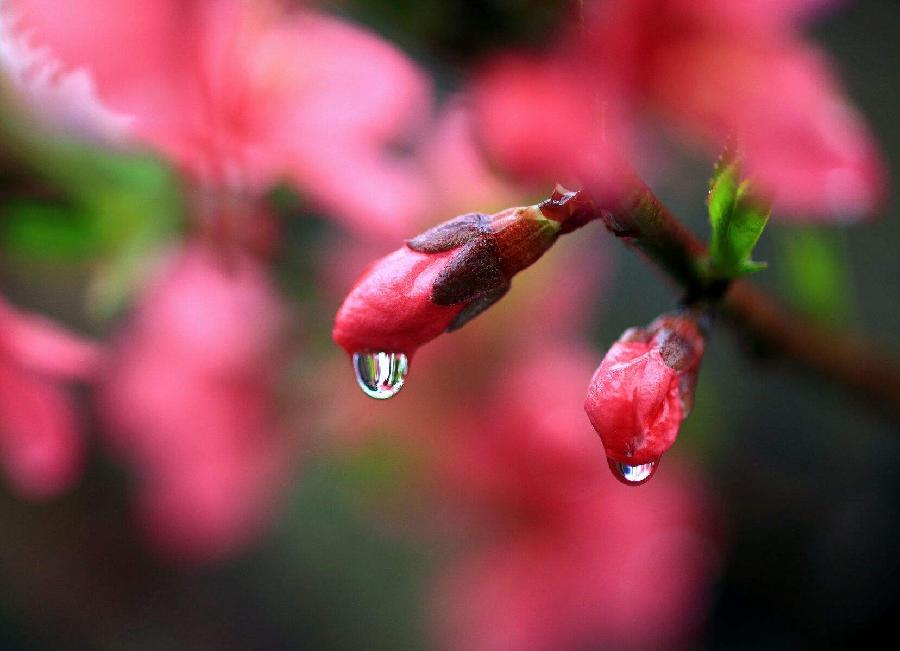 清明雨（外一首）诗||王春晖（图12）