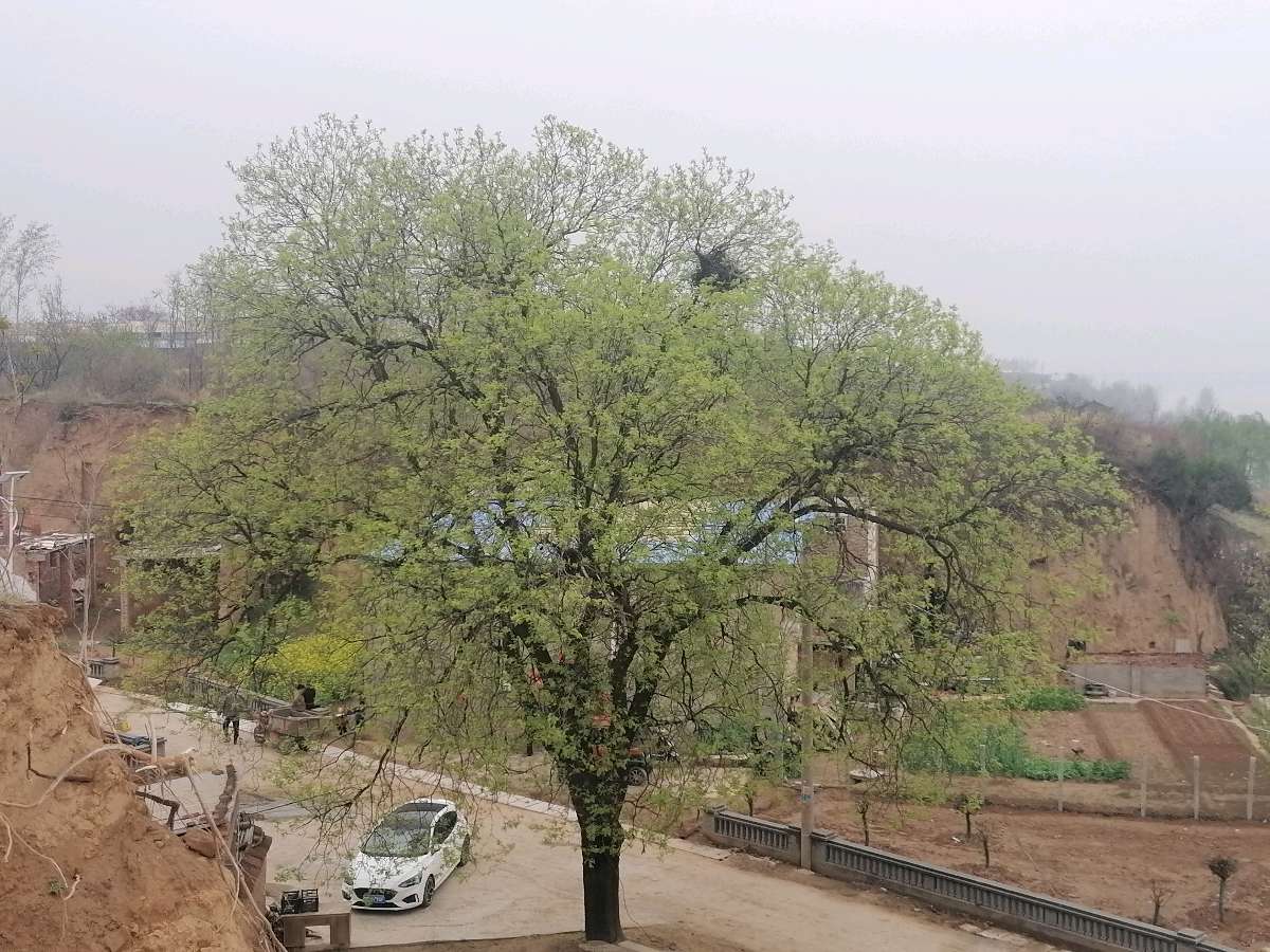 清明泪（图2）