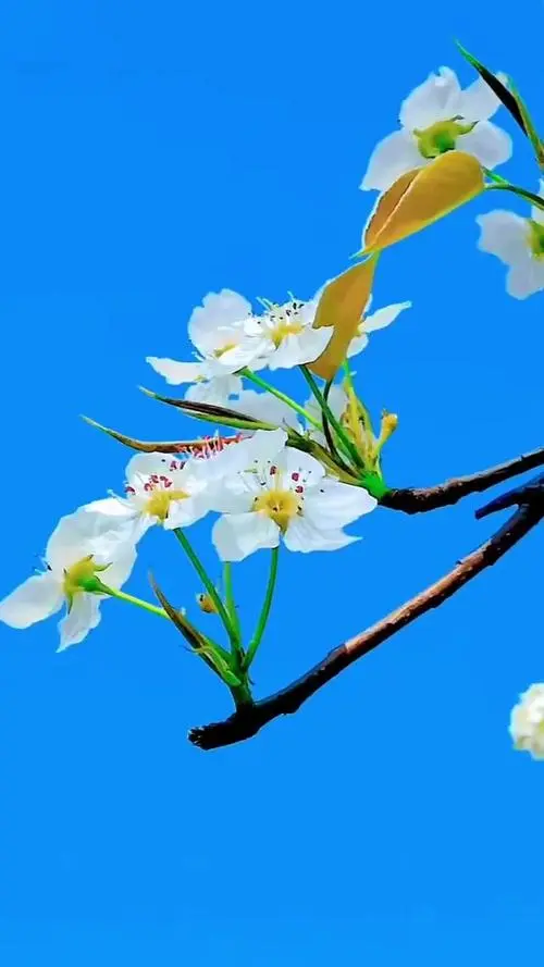 清明节‖巴彦诗词楹联协会【670】（图5）