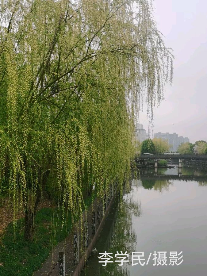 宋志光.莫天华.唐江.胡广英.刘兴华.袁名中.晓言.伍建民.牛在坤.刘长发.孟海天.胡奉玉.欧家玉.李荫达等文骚墨客唯美佳作欣赏∥中国桂林都市漓江诗书画社微刊总（第151期）（图15）