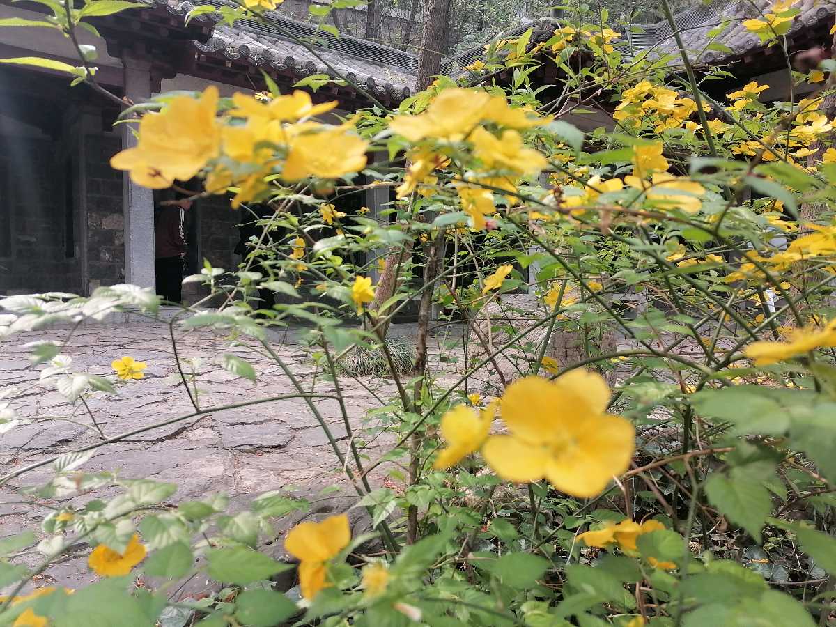 满园青菜成了精（图2）