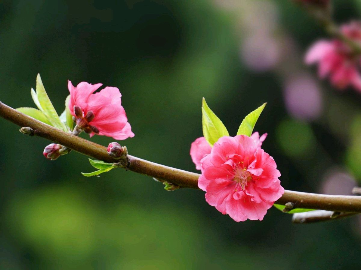陈正的《七绝 春花颂》（十首）（图4）