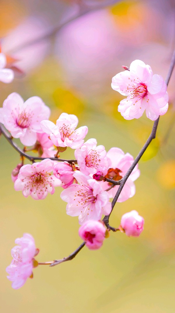 陈正的《七绝 春花颂》（十首）（图3）