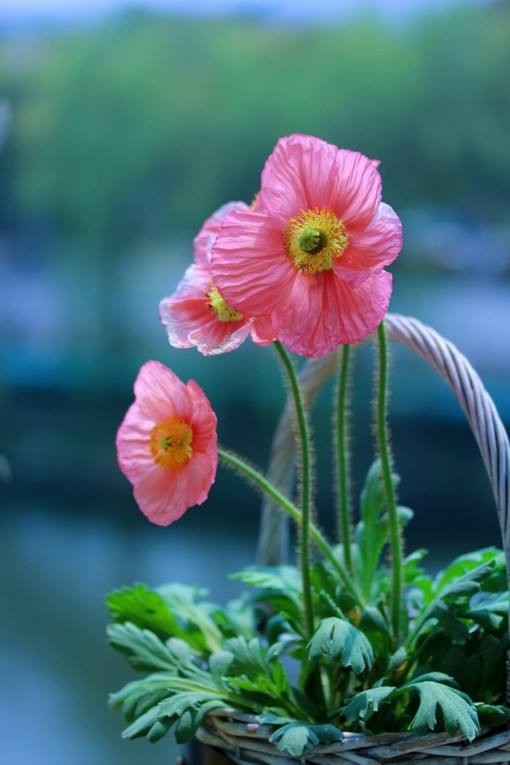 陈正的《七绝 春花颂》（十首）（图6）