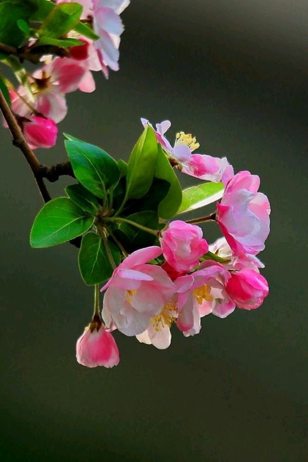 陈正的《七绝 春花颂》（十首）（图8）