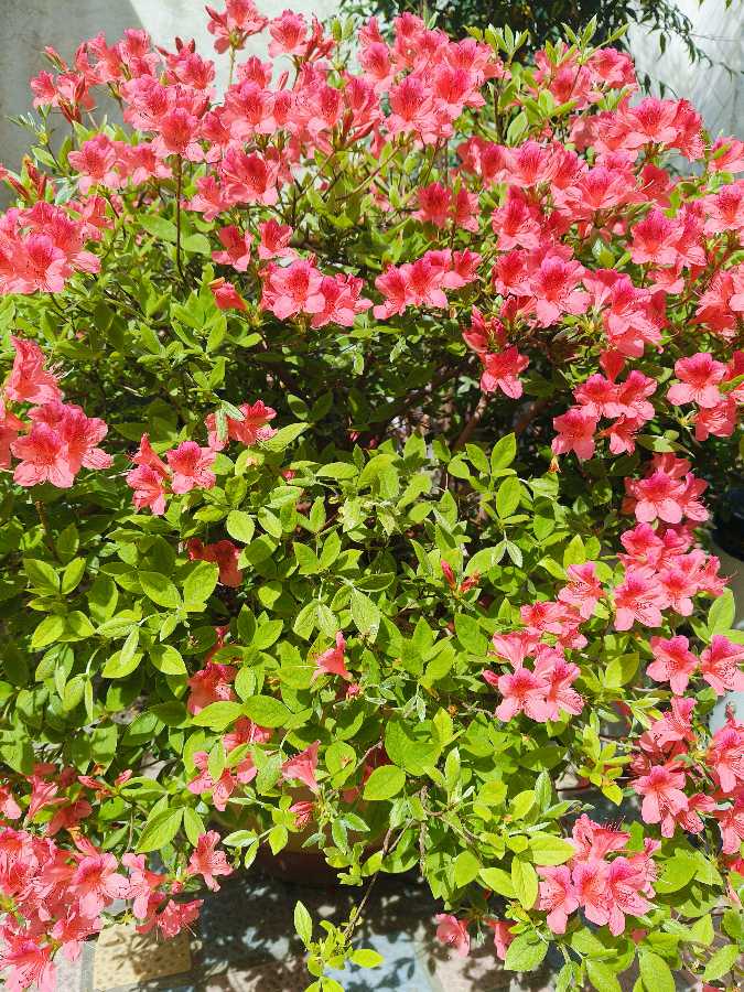 陈正的《七绝 春花颂》（十首）（图7）