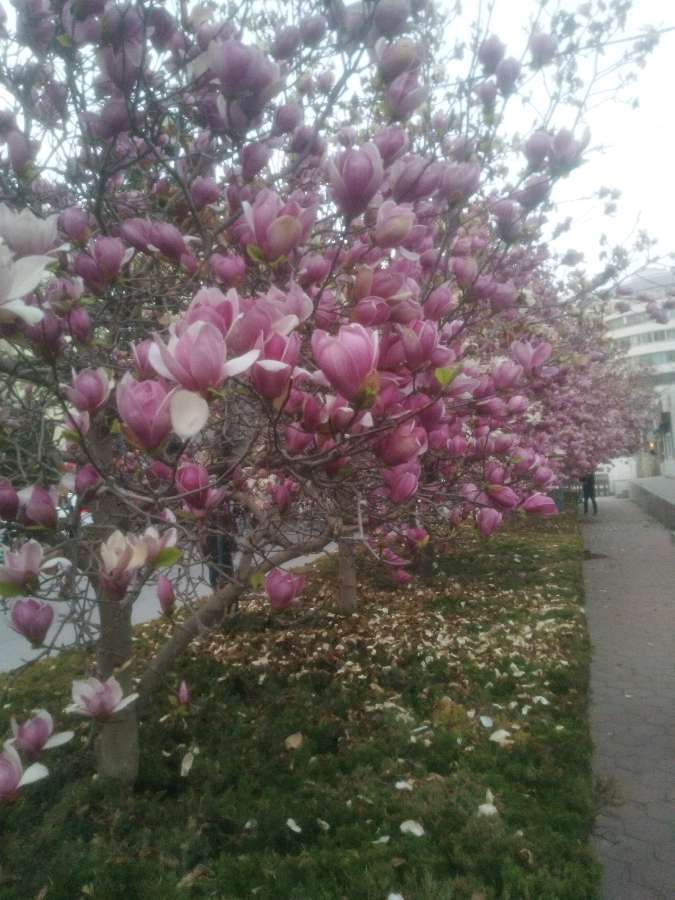 《春雨》文/巨有斌