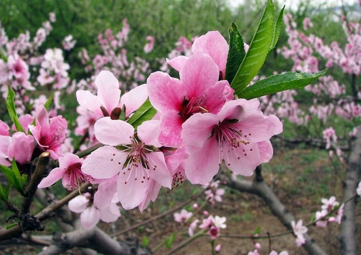 【诗词鉴赏】七律 咏桃花 作者/张国山（图3）
