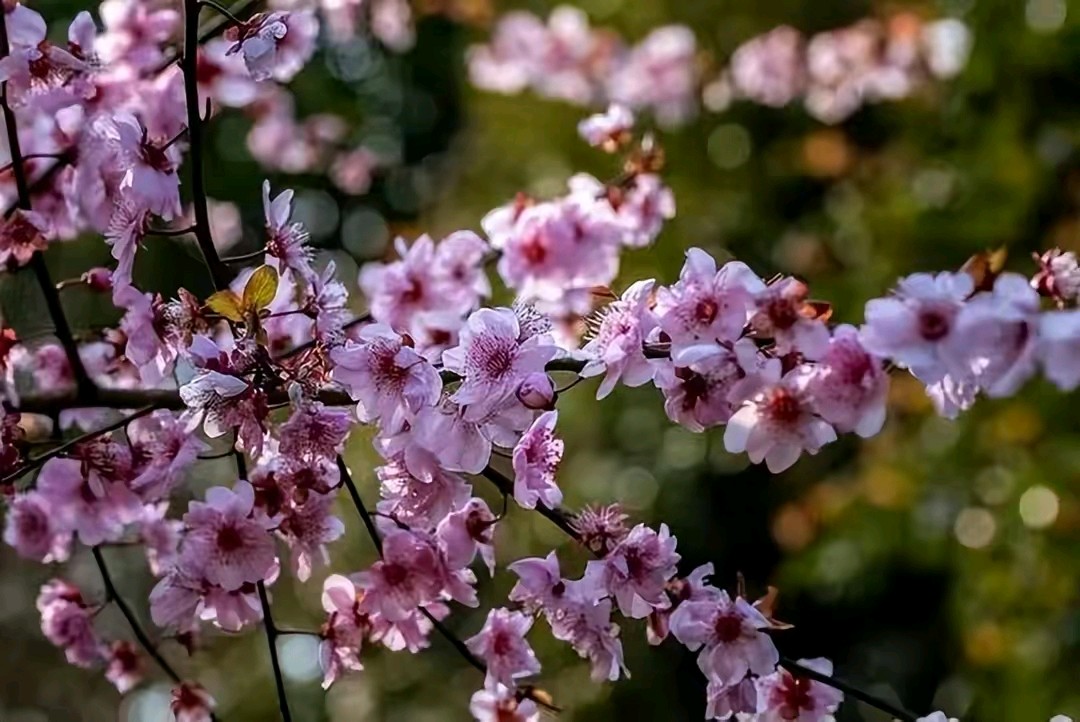 《七律:闹春》作者:郭小林。配乐:《闹春》记录解说。[中国现代诗歌文化传媒]（图9）