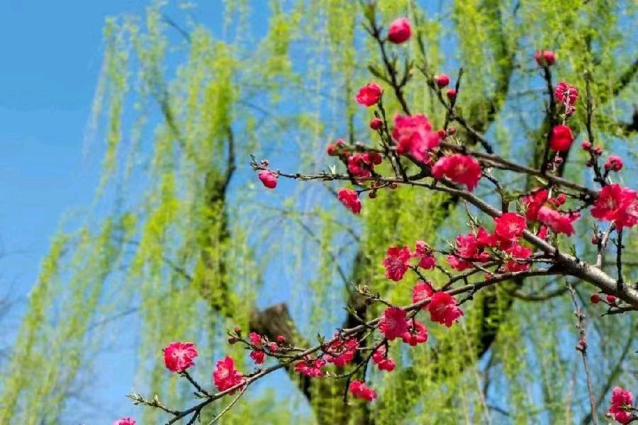 《七律 清明即景》作者/杨清秀（图2）
