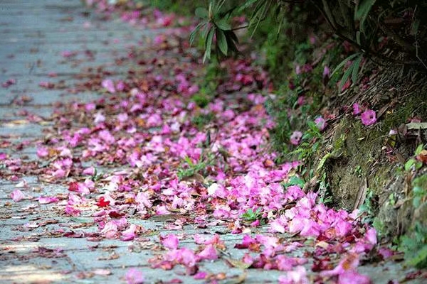 阮郎归·落花吟（文/许碧霞）……莲叶之珠文学社