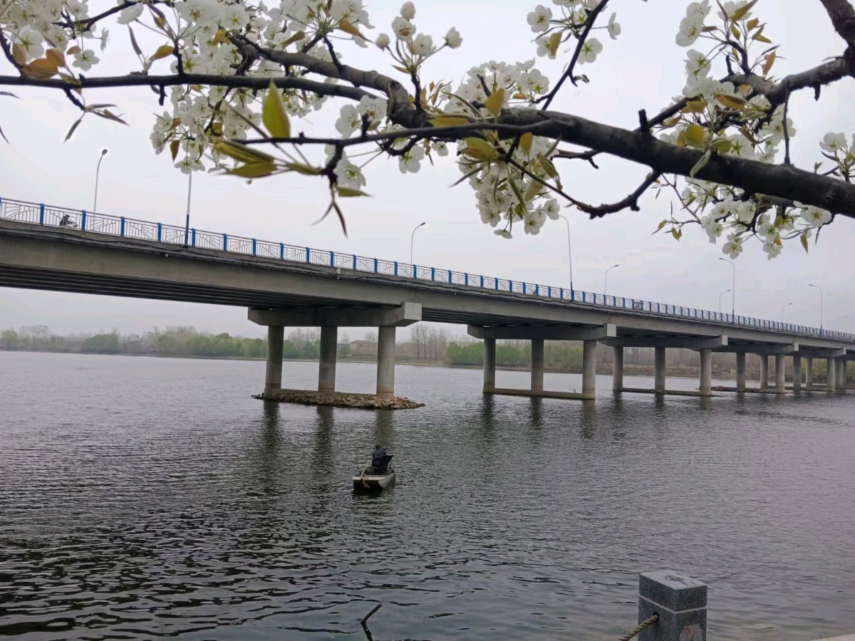 【荣耀中国】七律 甲辰清明假日沭岸踏青诗二首作者\周效仁《山东临沂》（图3）