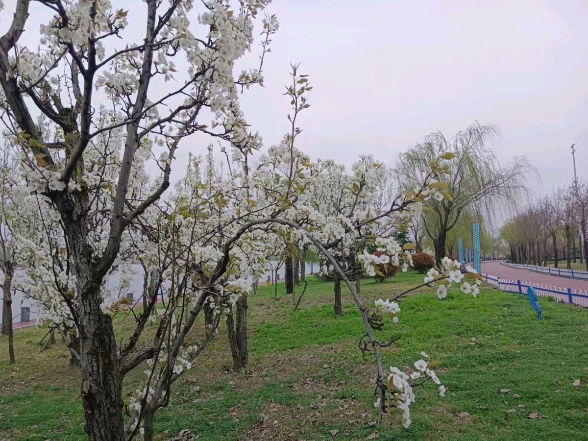 【荣耀中国】七律 甲辰清明假日沭岸踏青诗二首作者\周效仁《山东临沂》（图4）