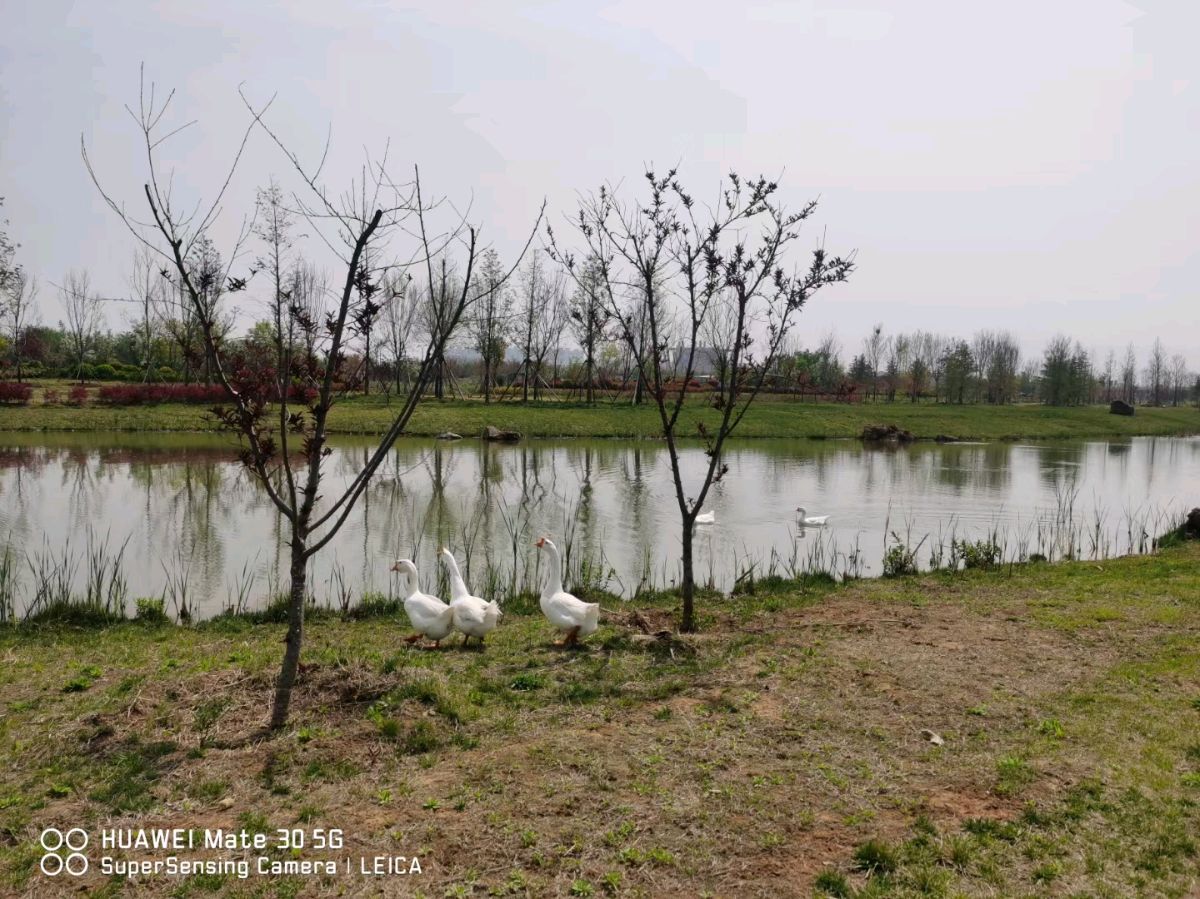 揉不尽的相思看不完的景（图2）