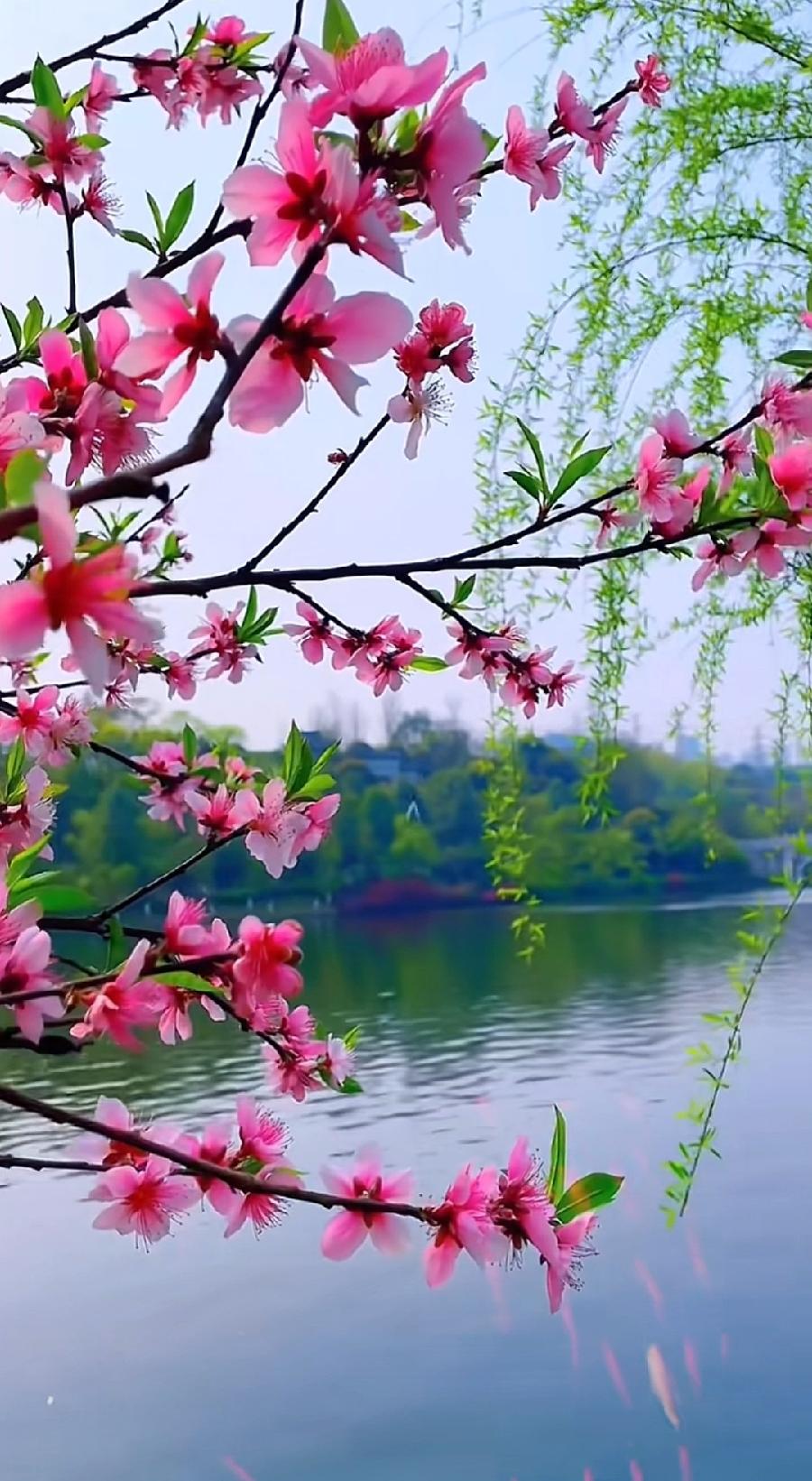 七律-山乡春景（外一首）诗||旗袍（图8）
