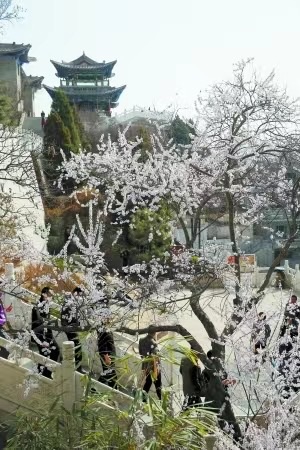 醉春光 文／渝陇之子 京津沪头条（图2）