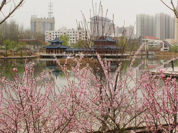 醉春光 文／渝陇之子 京津沪头条（图7）