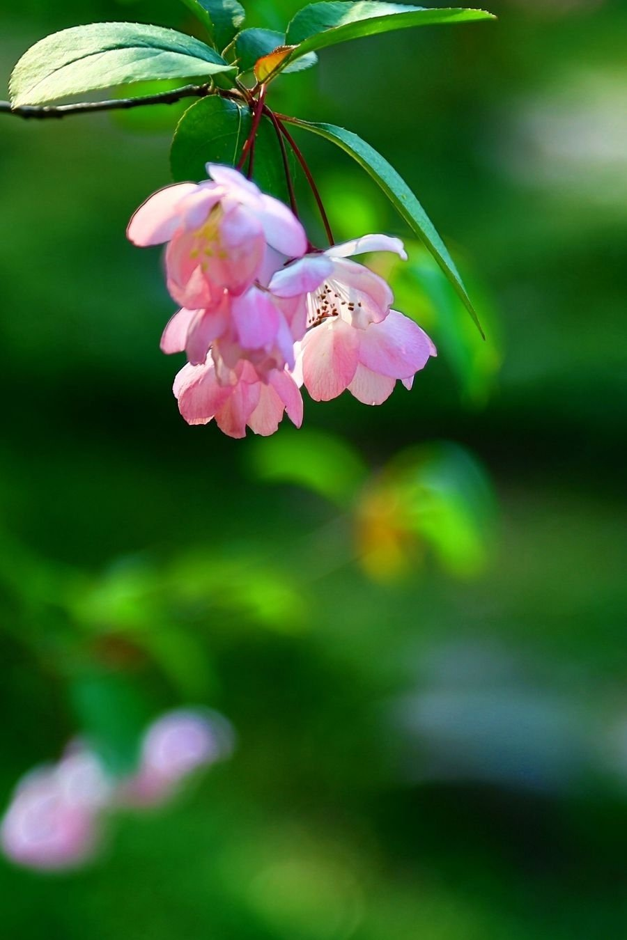 陈铠老师诗歌《春花》主播：冬日艳阳 编辑：小鱼儿 【秦岛韵声】（第1135期）（图4）