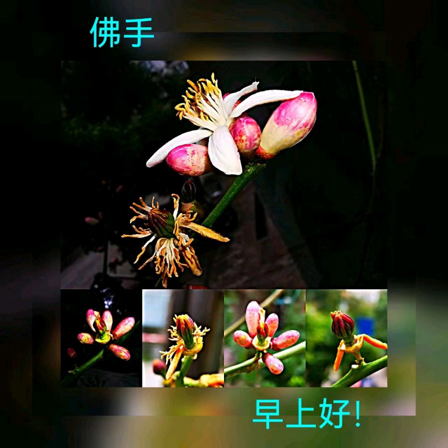 联机全球发布马洪武作品欣赏（图115）