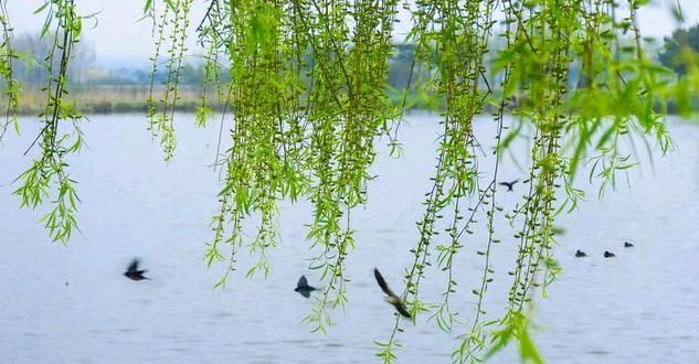 《相约春天》作者 诵读/春光无限 编辑制作/青青【花雨馨声】第615期（图9）