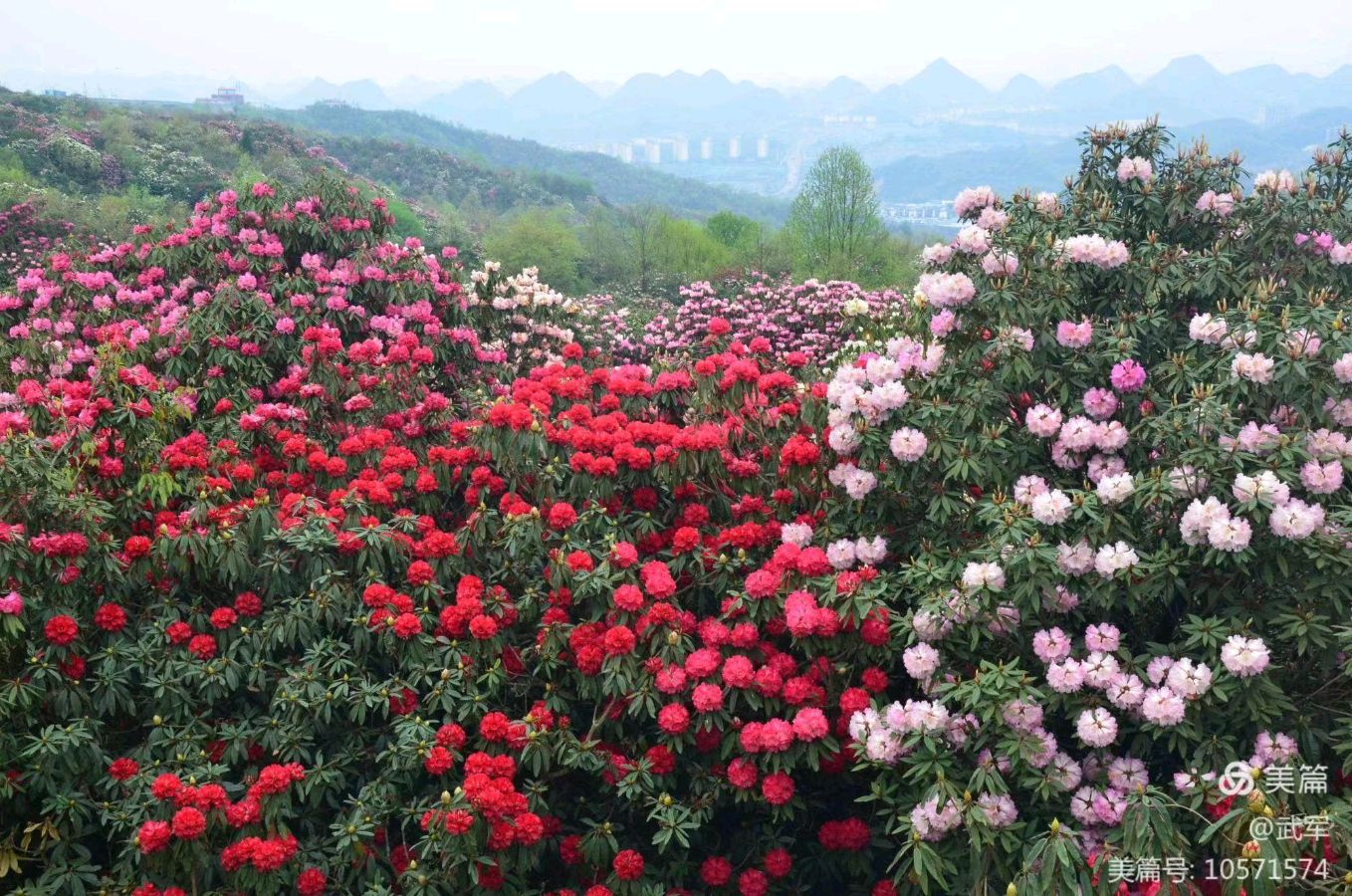 【经典推荐】杨武军//观贵州毕节百里杜鹃有感（图3）