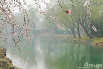 《清明，相信尘埃里会开出一朵花》作者:褚向平【主播:青苗】【桃源国际诗歌文化传媒】用声音传递温暖以诵读致敬人生♬（图6）