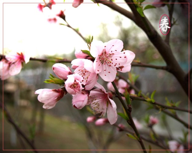 【明心文学】漂泊奇遇/桃花开了 主播/薇薇（图2）