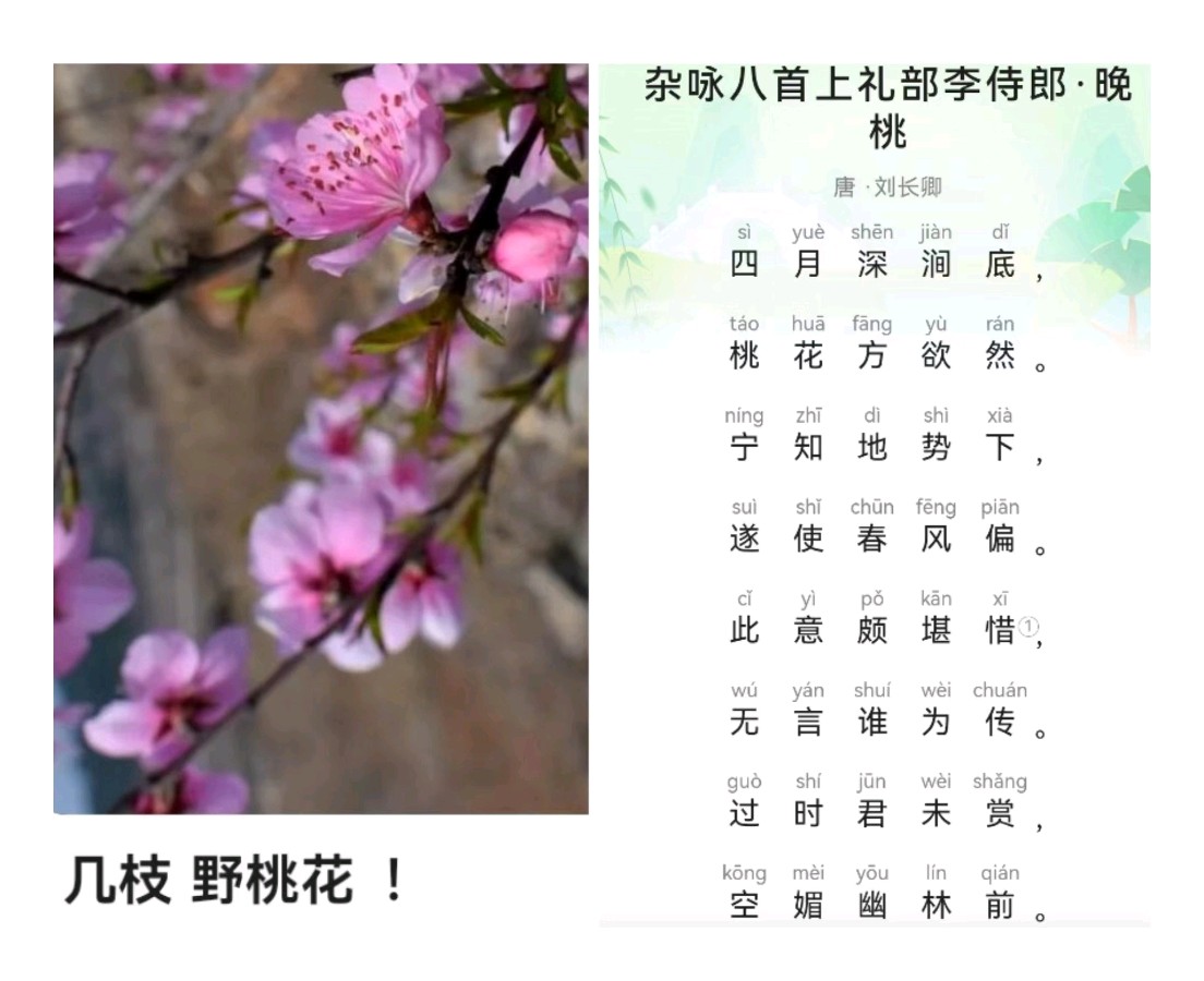 韩庚的《野桃花开》