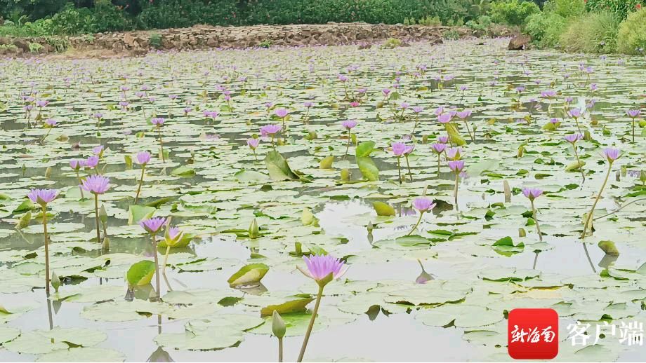 《静静的仙岭郡》作者:刘汉兴。朗读者:鲁冰花。[中国现代诗歌文化传媒]（图9）