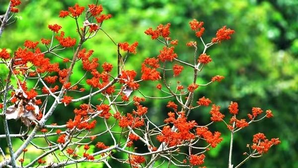 《静静的仙岭郡》作者:刘汉兴。朗读者:鲁冰花。[中国现代诗歌文化传媒]（图8）