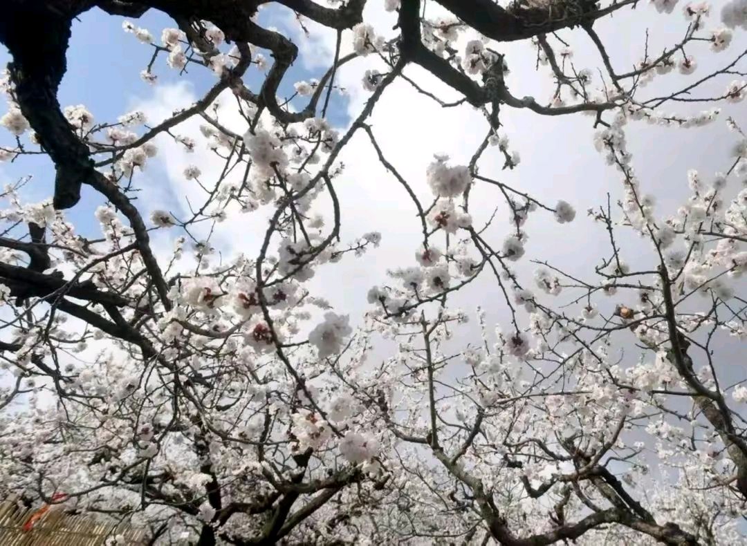 《京桃》作者:郭小林。配乐:诗记录解说《京桃》[中国现代诗歌文化传媒]（图8）