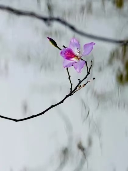 相见欢·又闻蝉鸣/暮春题意/季春随景(文/许碧霞)……莲叶之珠文学社(图4)